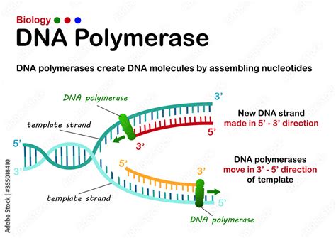 dna polymerase 1 role in dna replication